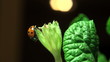 Video: ladybird on a grass ladybird on a grass