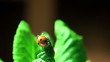 Video: ladybird on a grass ladybird on a grass