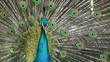 Video: peacock opening peacock opening