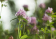 Trifolium pratense (Red Clover) Trifolium pratense (Red Clover)