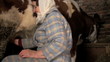 milking a cow manually