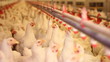 Chicken Farm, Poultry