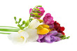 Blooming Freesia. Blooming Freesia.