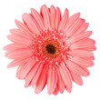 Pink gerbera