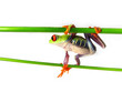Rotaugenlaubfrosch 121, Agalychnis callidryas, mit weißem Hinter
