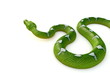Green tree python Render