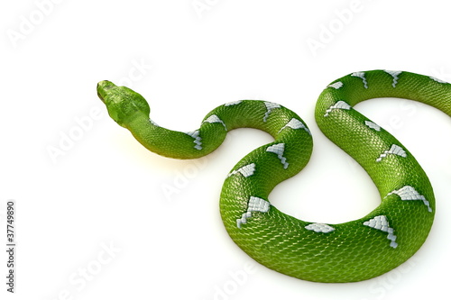 Illustration: Green tree python Render Green tree python Render