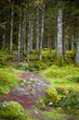 foresta con muschio