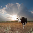Cow Sunset