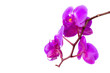 Orchideen