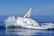 HUMPBACK WHALE BREACH