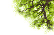 Branch with green leaves