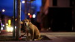 Lonely Dog Stranded in the Cold