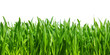 green grass