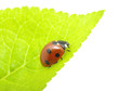 ladybug