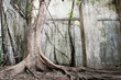 Big old tree