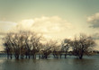 Hochwasser Rhein