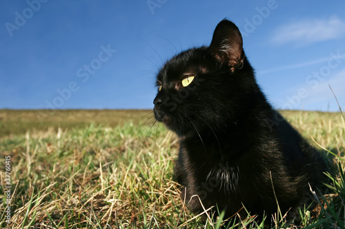 Photo: Black cat at sunset in the grass Black cat at sunset in the grass