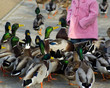Girl with ducks Girl with ducks