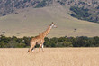 Giraffe in the Masai Mara Game Reserve