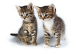 Two kittens.