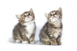 Photo: Two kittens. Two kittens.