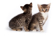Photo: Two kittens. Two kittens.