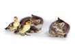 Photo: ducklings and kittens. ducklings and kittens.