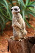 Australian Meerkat Australian Meerkat