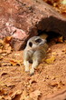 Australian Meerkat Australian Meerkat