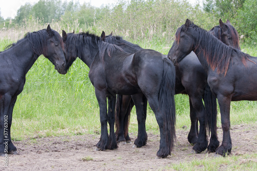 Photo: Five beautiful black horses, standing together in the meadow Five beautiful black horses, standing together in the meadow