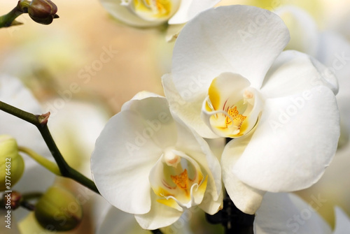 Photo: White orchid White orchid