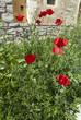 Poppies and Wild flowers on the Island of Crete in Greece