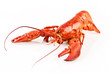 Lobster