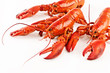 Lobster