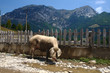 Pig in the mountains
