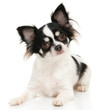 Chihuahua on the white background in the studio