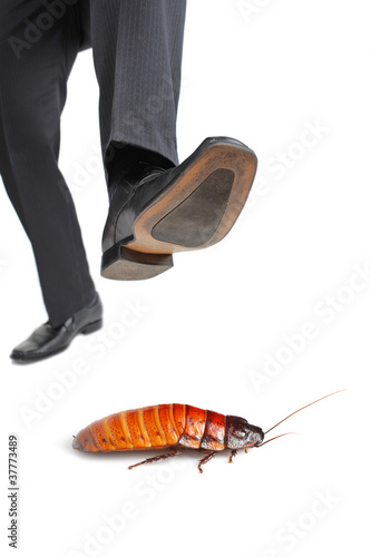 Photo: A giant foot about to step on a cockroach A giant foot about to step on a cockroach