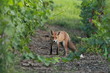 Renard roux dans les vignes