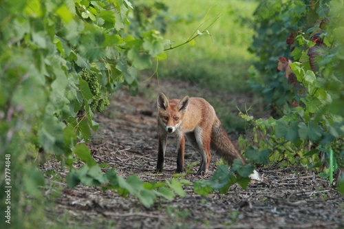 Photo: Renard roux dans les vignes Renard roux dans les vignes