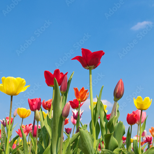 Foto: Endlich Frühling, Tulpen, Frühlingstag Endlich Frühling, Tulpen, Frühlingstag
