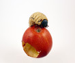 Giant Apple Maggot