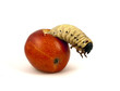 Giant apple worm