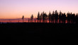trees at autumn sunset