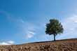 plowed ground