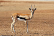 A graceful Gazelle Thomson with striped horns A graceful Gazelle Thomson with striped horns