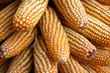 Dried Corncobs