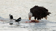 Photo en ligne au meilleur prix Bald Eagle feeding