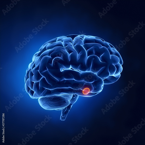Illustration: Pituitary gland part - Human brain in x-ray view Pituitary gland part - Human brain in x-ray view