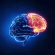 Frontal lobe - Human brain in x-ray view